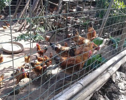 養(yǎng)殖護(hù)欄網(wǎng)